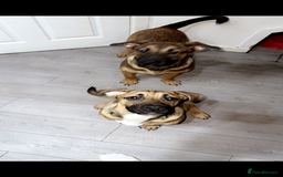 Mixed Breed dogs for sale: German shepherd cross - Advert 2