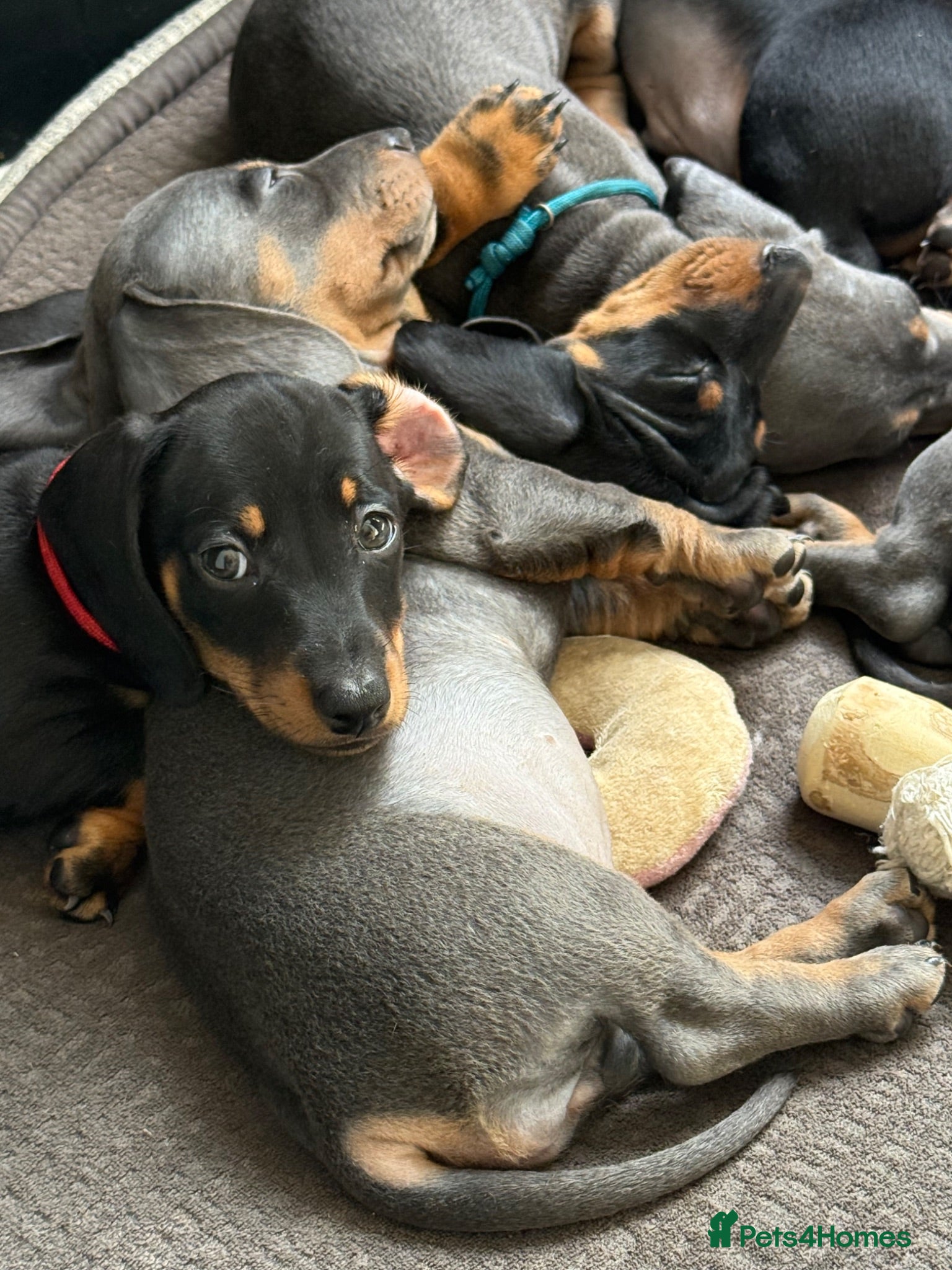 Miniature Dachshund dogs 7 Black and Tan and Blue miniature Dachshund’s  - Advert 2
