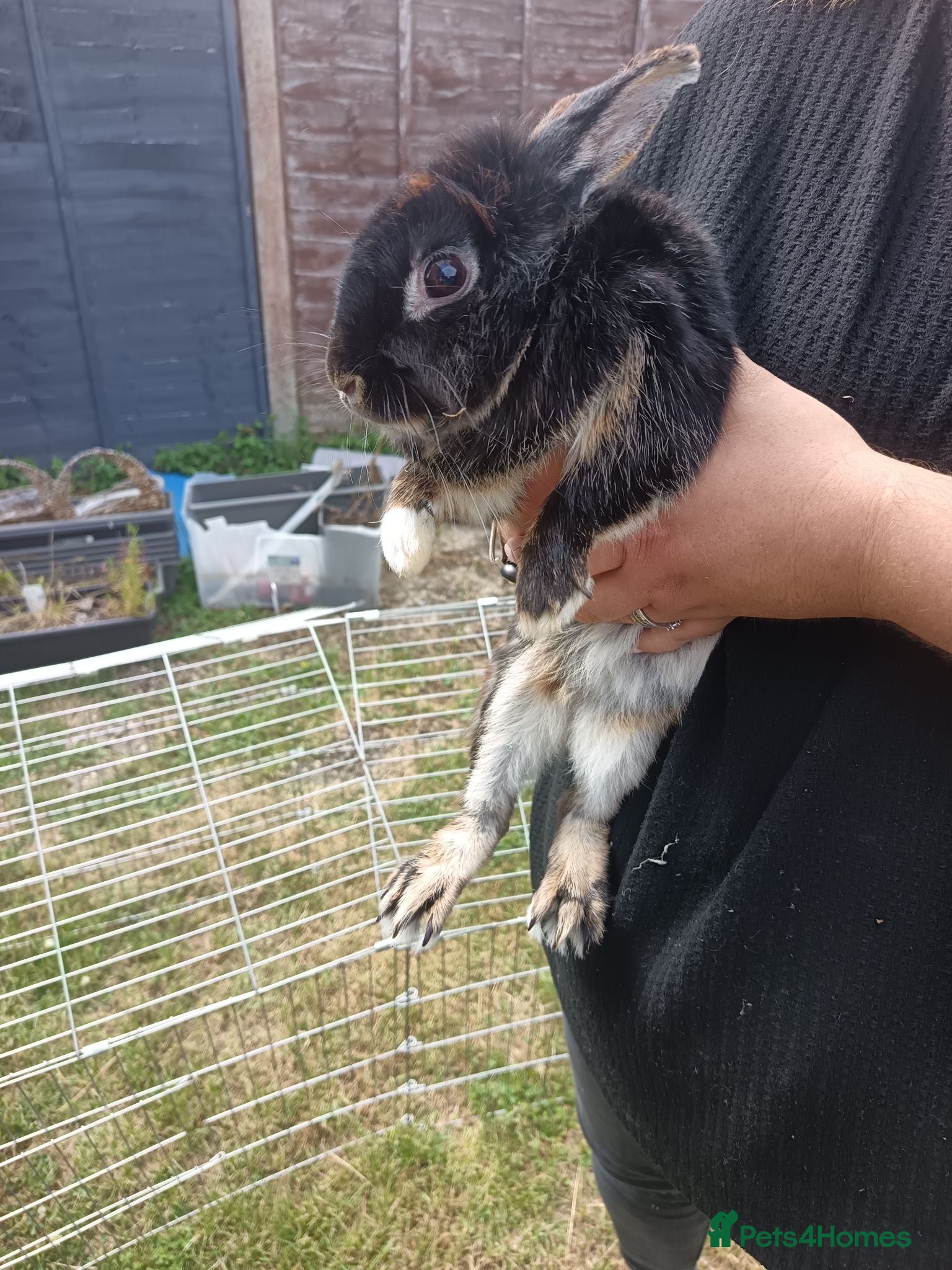 Mixed Breed rabbits Rabbit for rehome - Advert 2