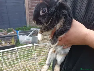 Mixed Breed rabbits Rabbit for rehome - Advert 2