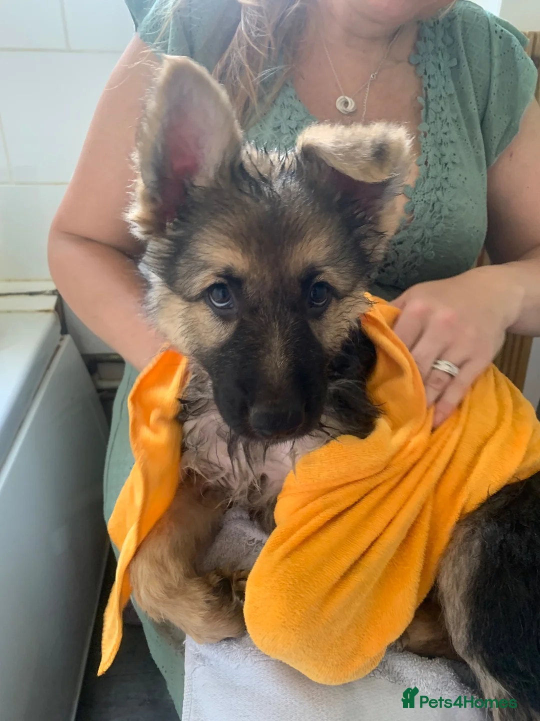 German Shepherd dogs for sale: Quality Straight Backed German Shepherd Puppies - Advert 1