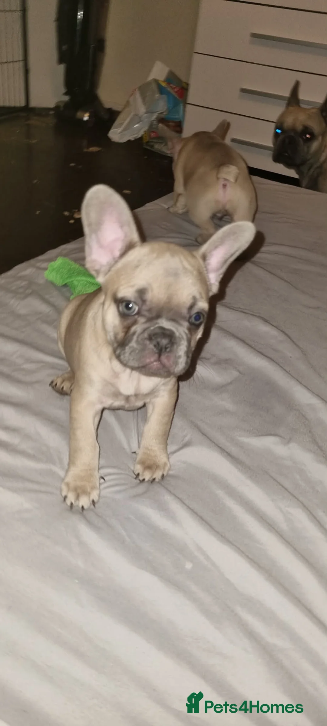 French Bulldog dogs for sale: French  bulldog - Advert 5