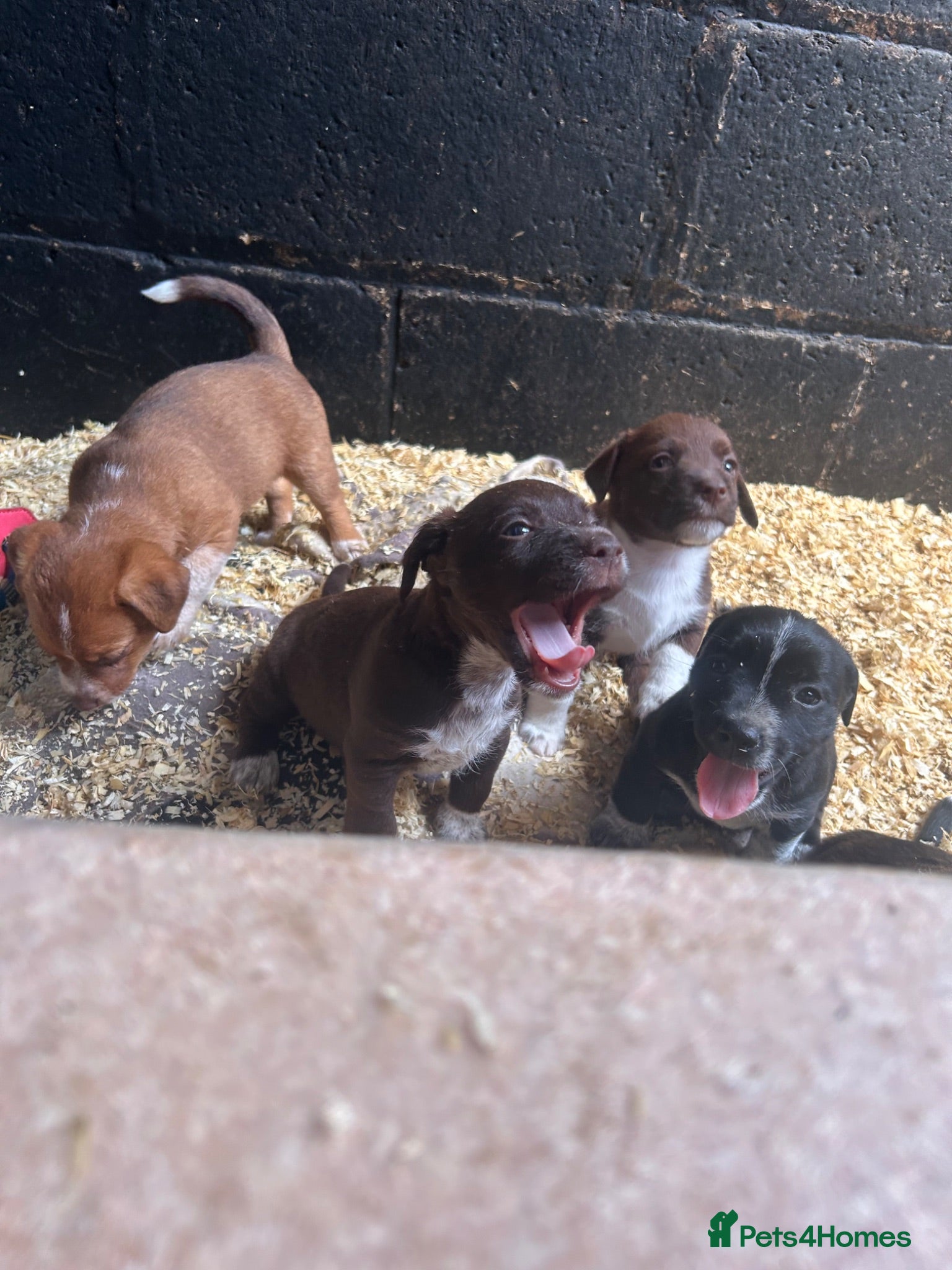 Mixed Breed dogs Terrier x collie pups  - Advert 12