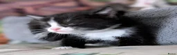 Domestic Shorthair cats for sale: Domestic Shorthair Kittens - Advert 10