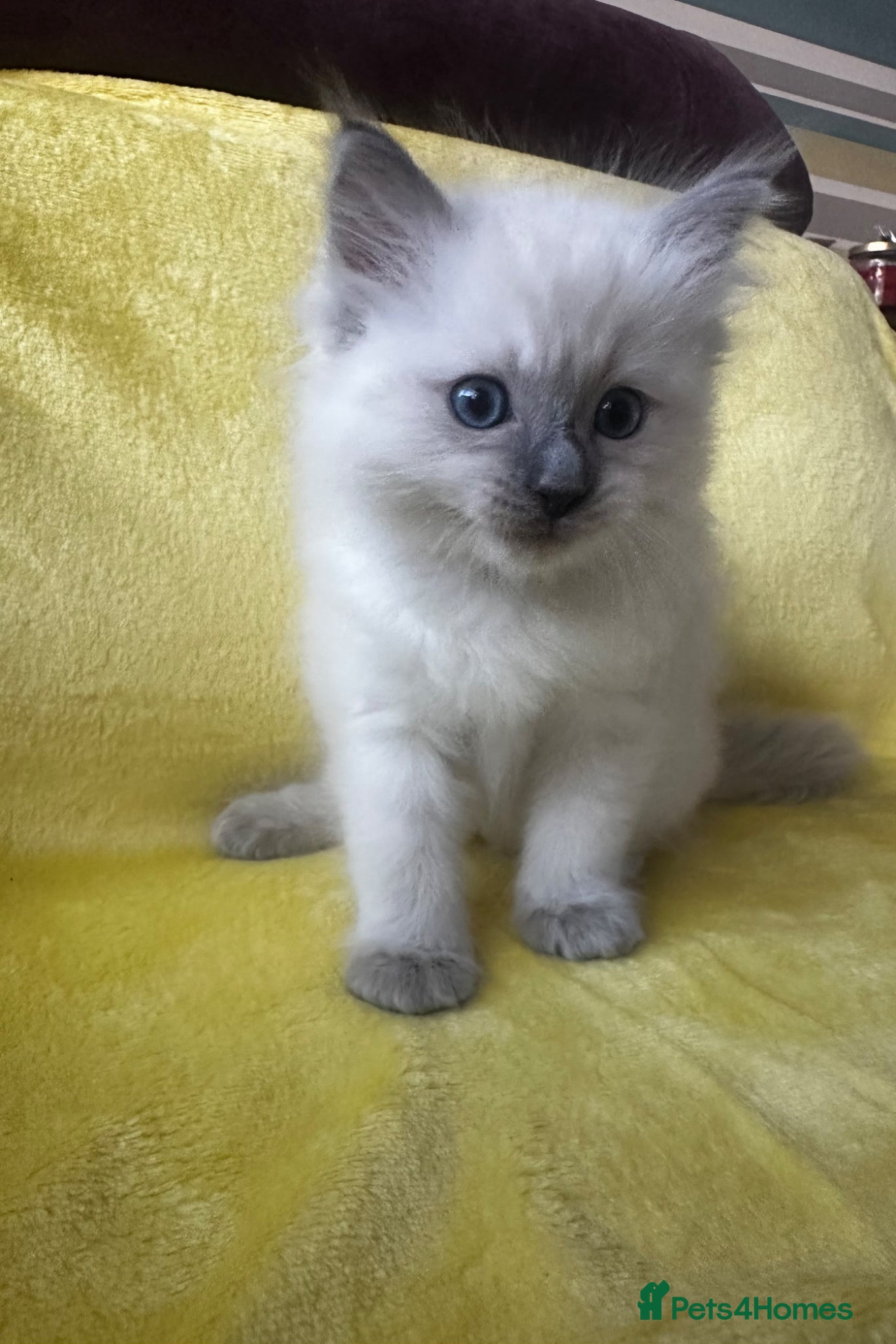 Ragdoll cats for sale: Beautiful Purebred Ragdoll Kittens - Advert 15