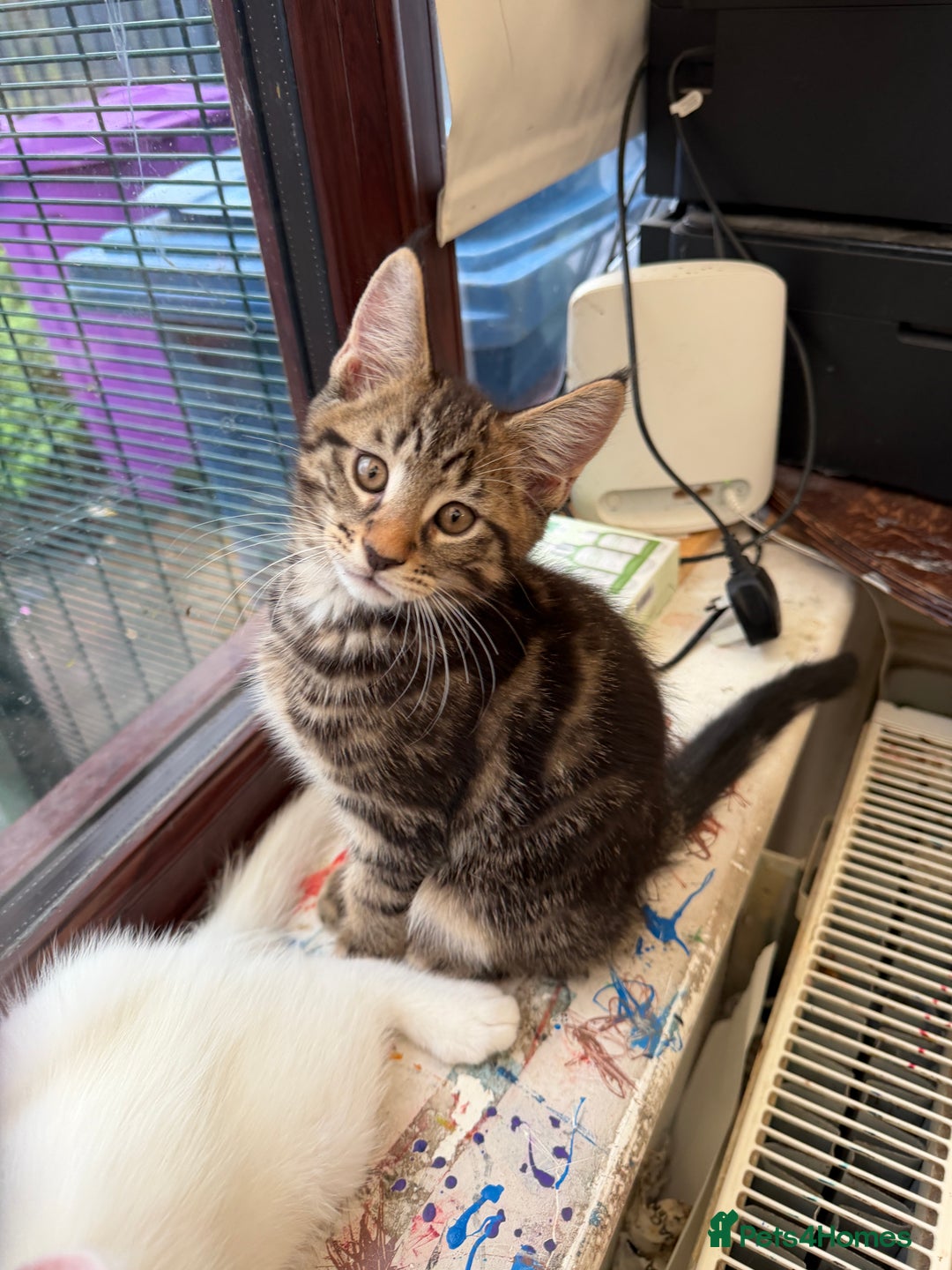 Mixed Breed cats for sale: Mix breed kittens - Advert 3