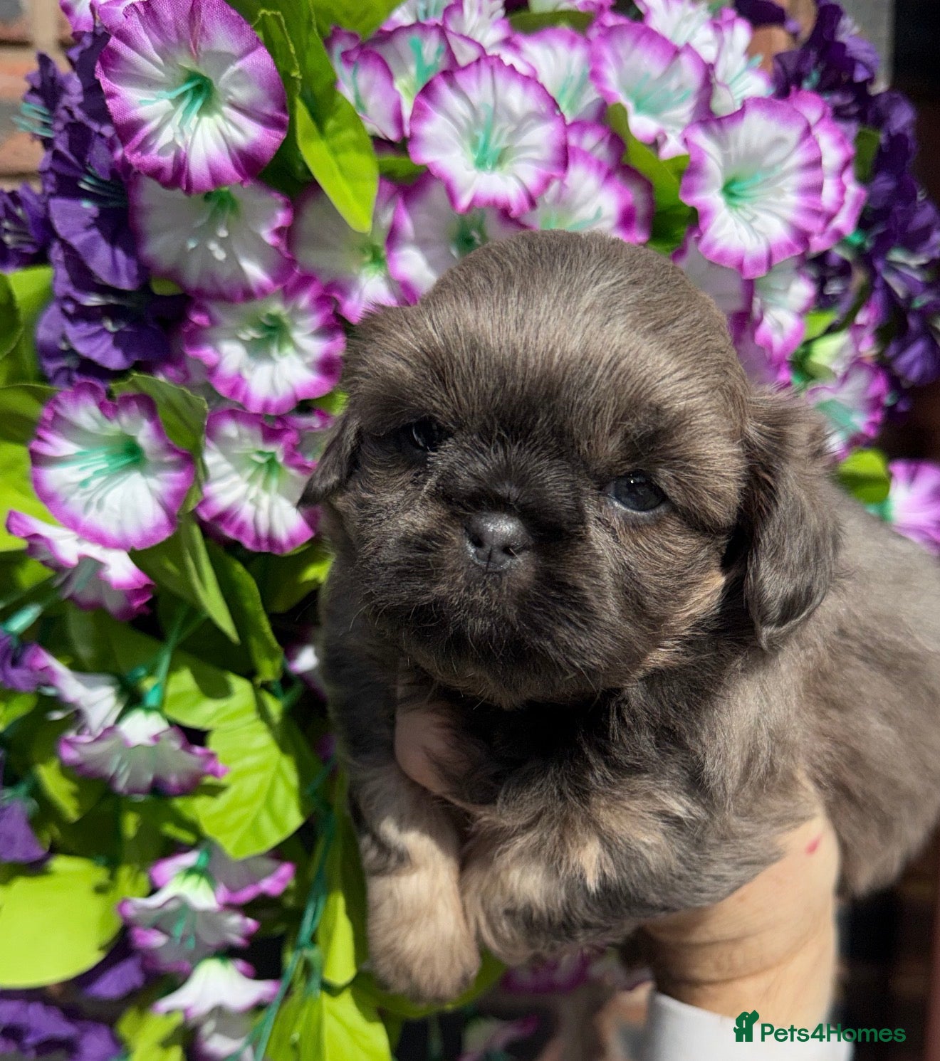 Shih Tzu dogs 💛🧡💜Stunning KC Shih Tzu Puppies🩷🧡💛 - Advert 6