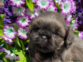 Shih Tzu dogs 💛🧡💜Stunning KC Shih Tzu Puppies🩷🧡💛 - Advert 6