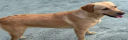 Labrador Retriever dogs for sale: KC REGISTERED LABRADOR PUPPIES - Advert 4