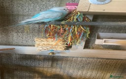 Budgerigars birds for sale: 11 budgies and 1 cocktails  - Image 11