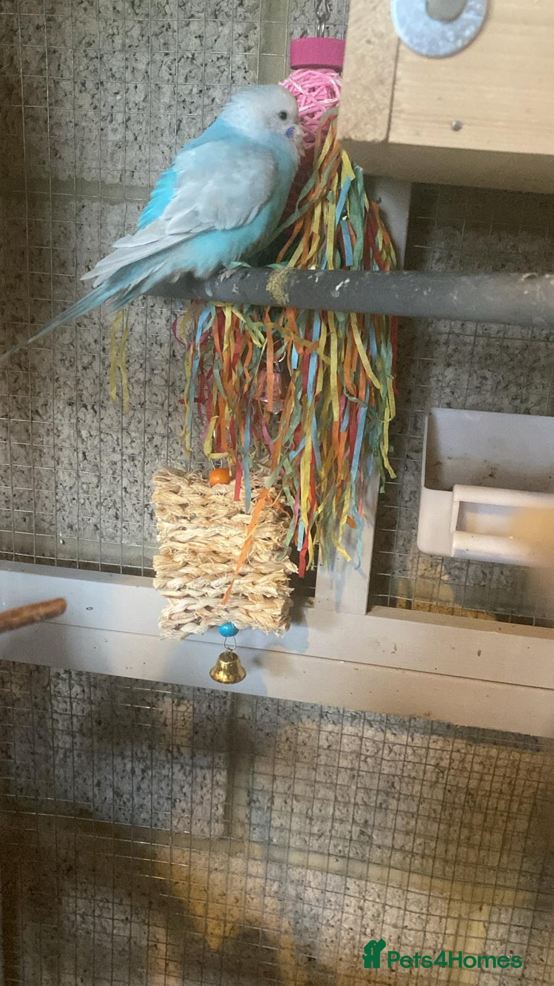 Budgerigars birds for sale: 11 budgies and 1 cocktails  - Image 11