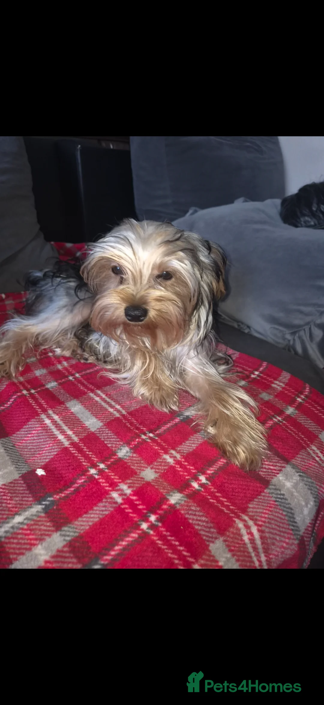 Yorkshire Terrier dogs for sale: 2 Vaccinated & Microchipped Male Puppies Ready Now in Malton - Advert 7