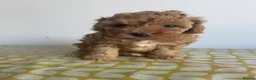 Maltipoo dogs for sale: F1b Maltipoo puppies for sale  in Christchurch - Advert 11