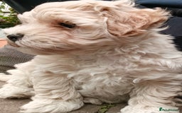 Maltipoo dogs for sale: Adorable Maltipoo Puppies, cream/red M&F - Image 8