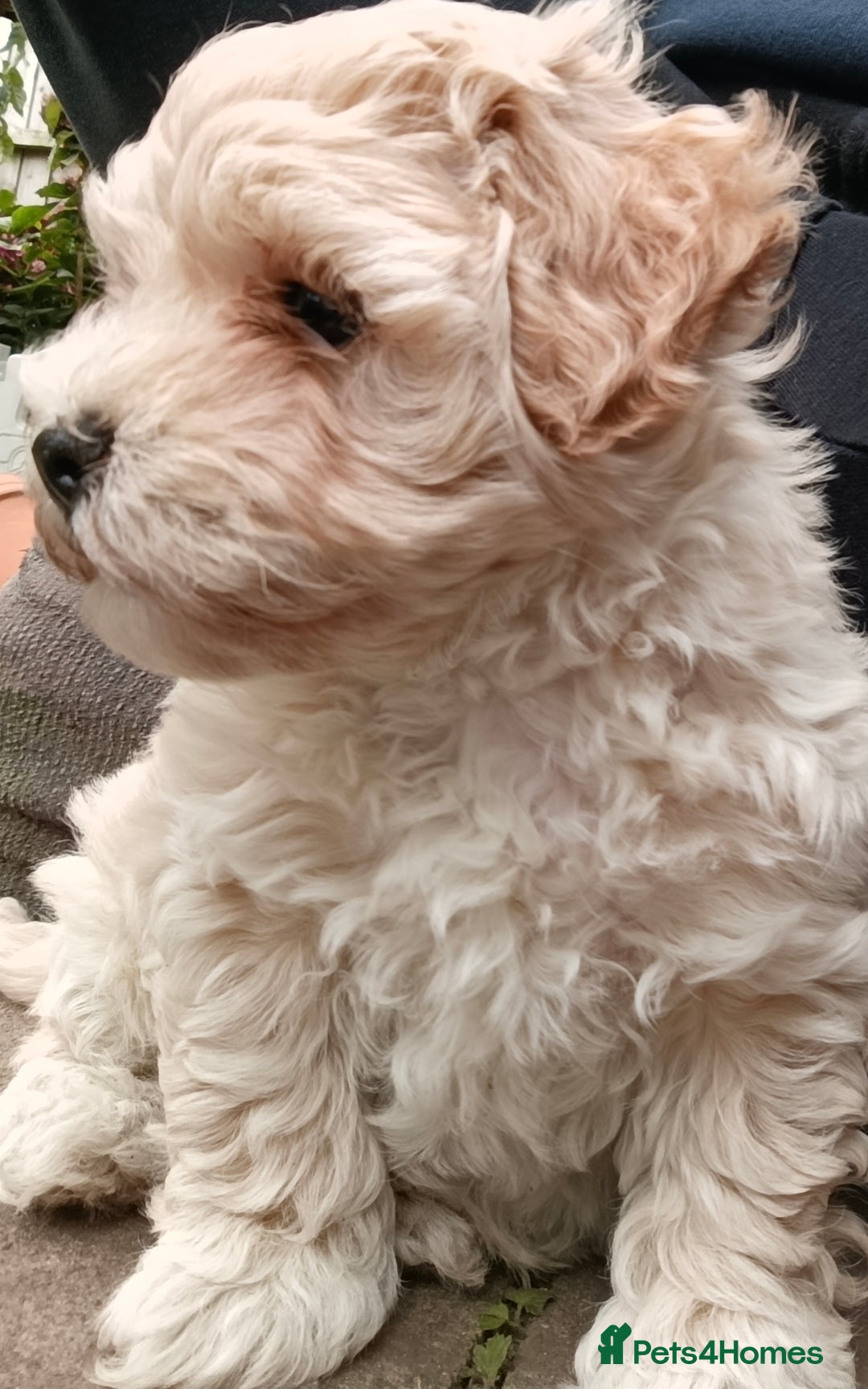 Maltipoo dogs for sale: Adorable Maltipoo Puppies, cream/red M&F - Image 8