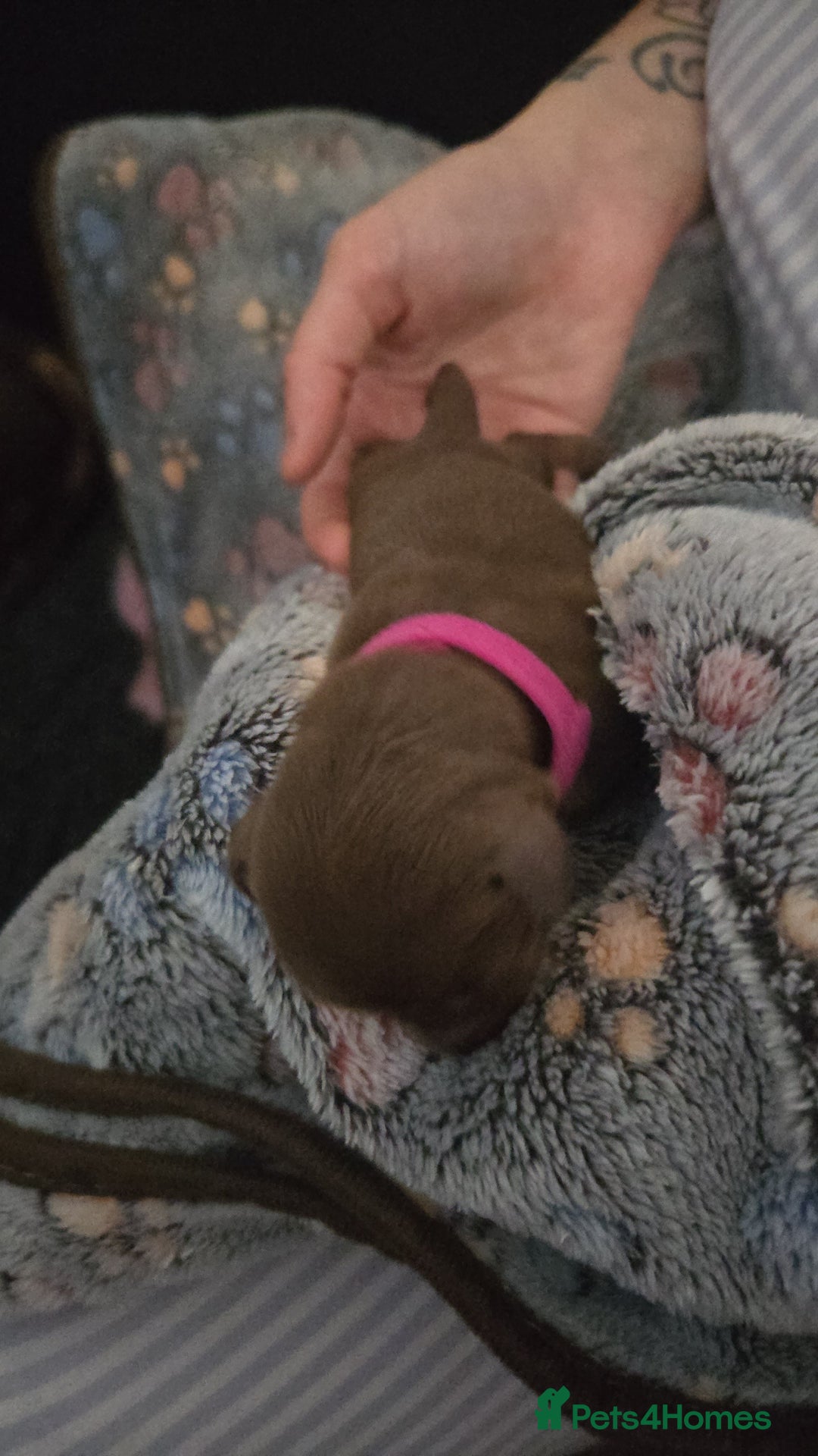 Miniature Dachshund dogs for sale: Miniature dachshund pups for sale - Image 9