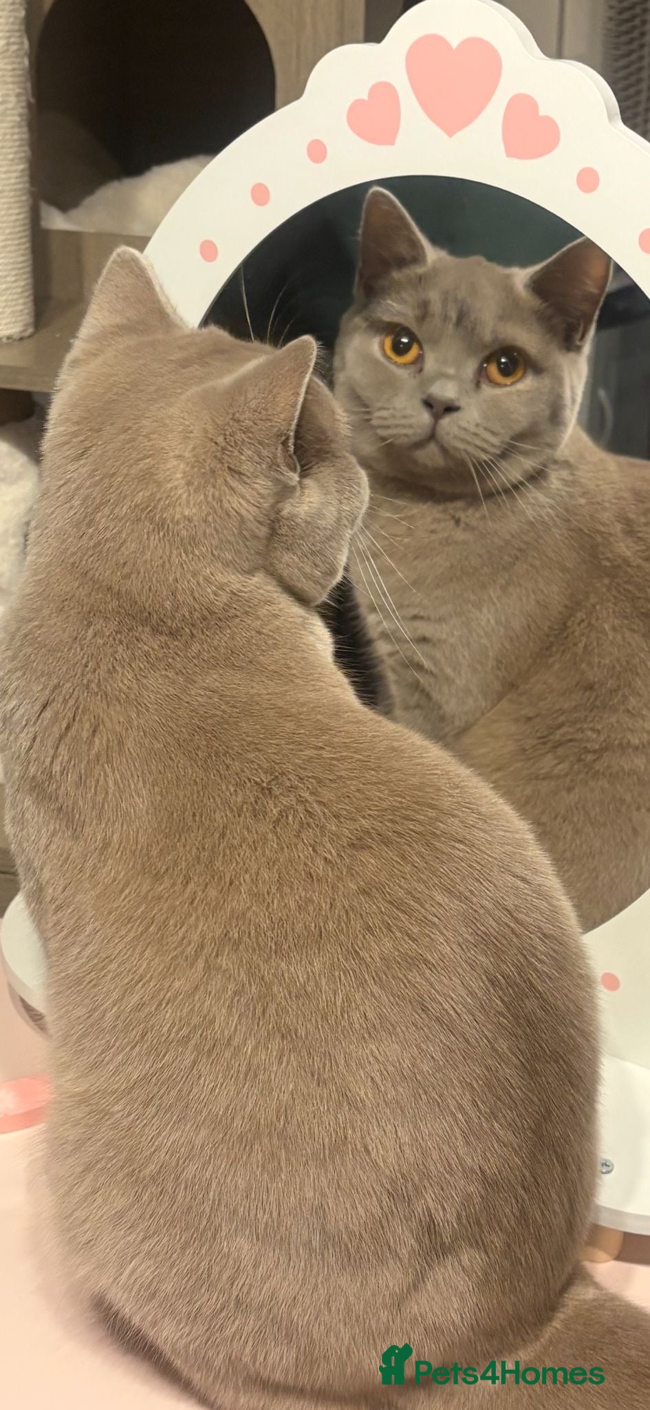 British Shorthair cats Stunning full breed British shorthaired kittens  - Advert 1