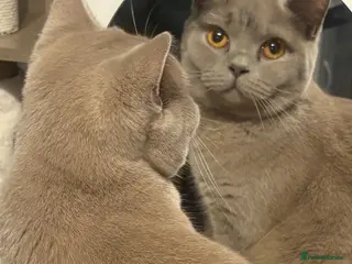 British Shorthair cats Stunning full breed British shorthaired kittens - Advert 1