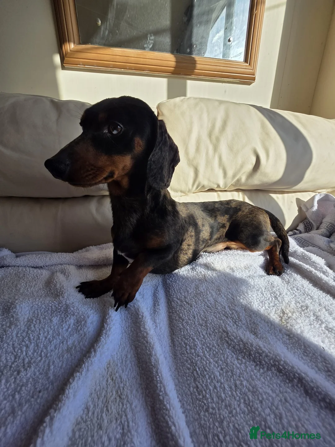 Dachshund dogs for sale: Beautiful boy for sale  - Advert 5