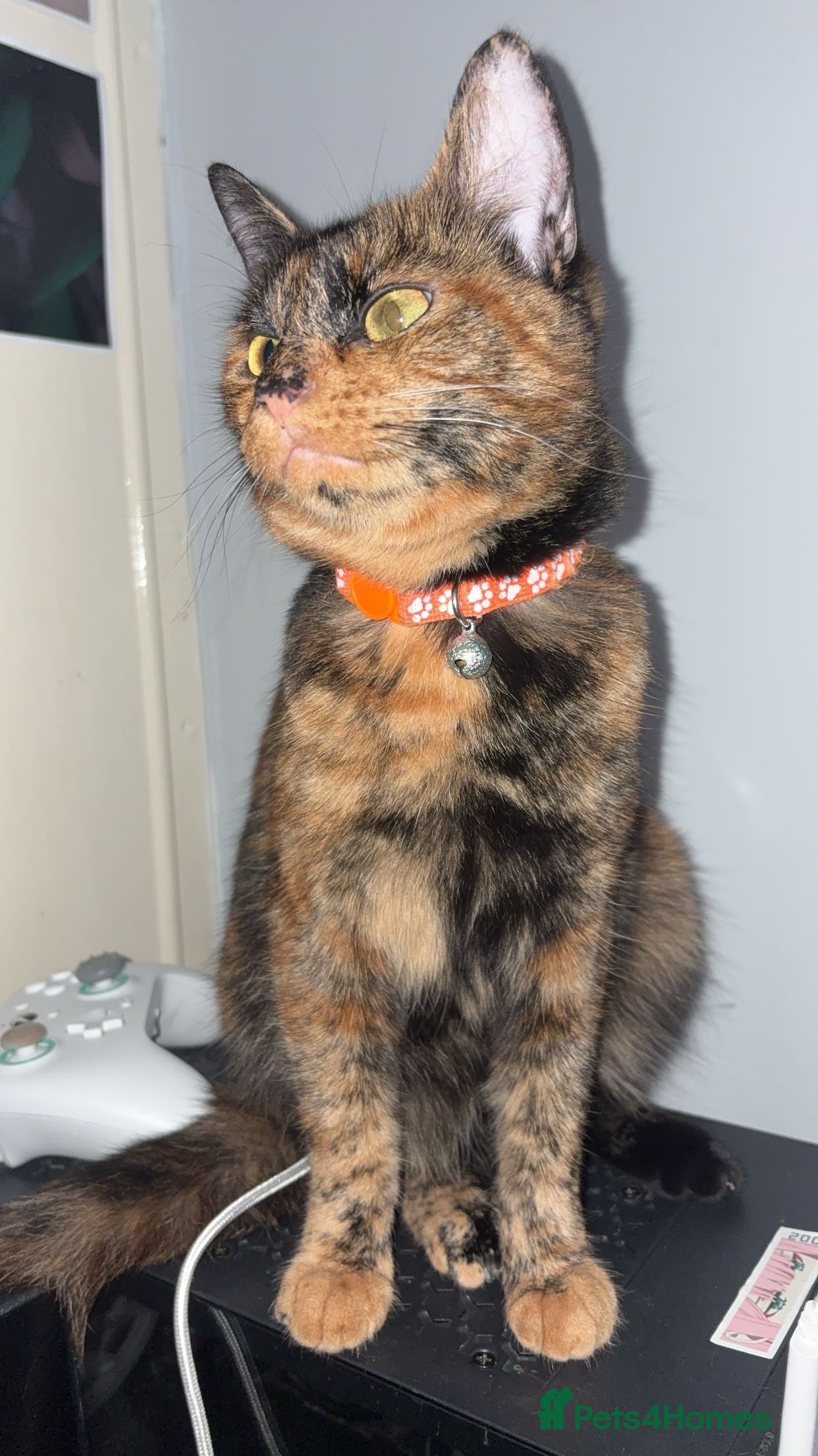 Mixed Breed cats gorgeous tortoise shell narla☺️ - Advert 1
