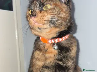 Mixed Breed cats gorgeous tortoise shell narla☺️ - Advert 1