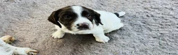 English Springer Spaniel dogs for sale: KC REGISTERED ENGLISH SPRINGER SPANIELS  - Advert 19