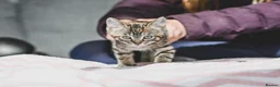 Mixed Breed cats for sale: REDUCED READY TO GO -  1 BOY/GIRL Tabby kittens  - Advert 12