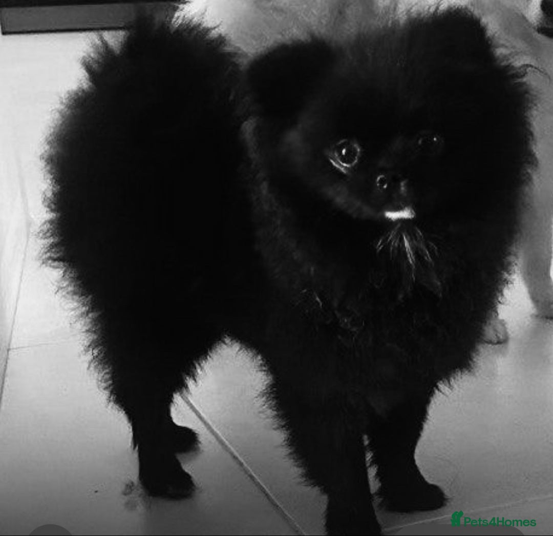 Pomeranian dogs for sale: Beautiful Pomeranians for sale  - Advert 8