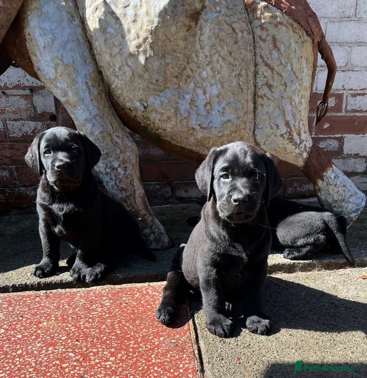 Labrador Retriever dogs Show type Black Labradors  - Advert 2
