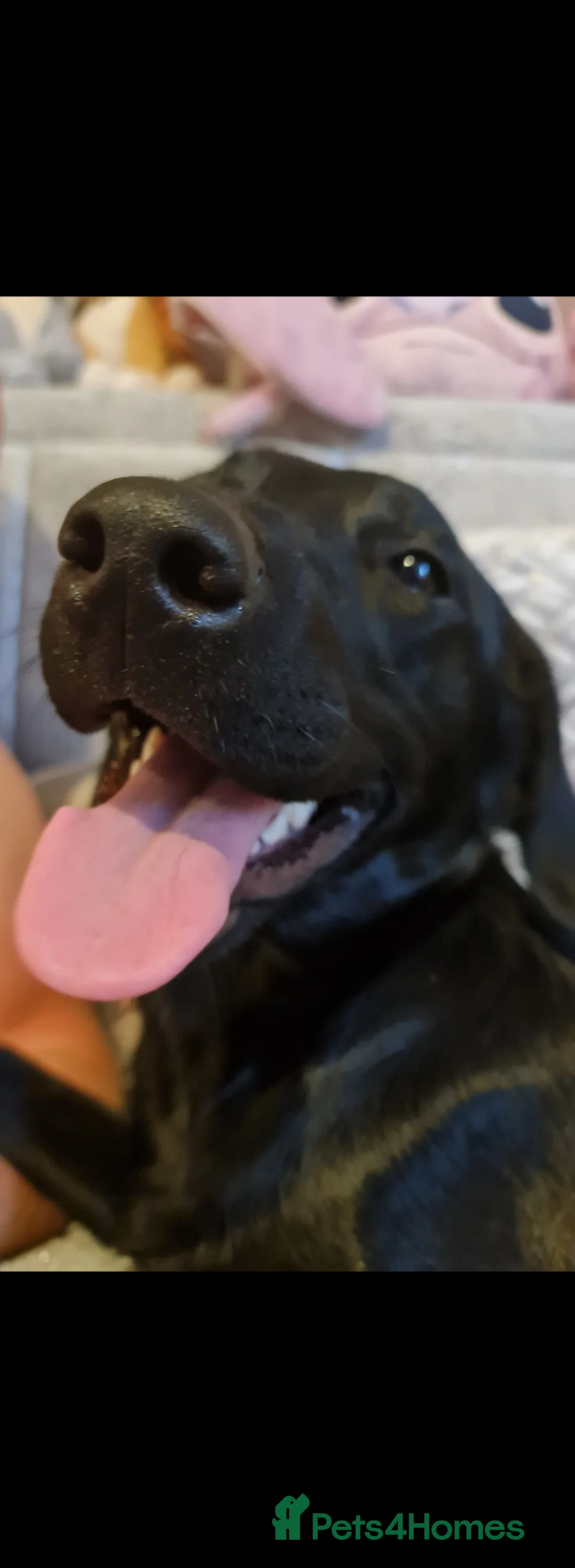 Labrador Retriever dogs for sale: Fox Red & Black Labrador Puppies due!! in Biggleswade - Advert 5