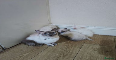 Ragdoll cats - Advert 16