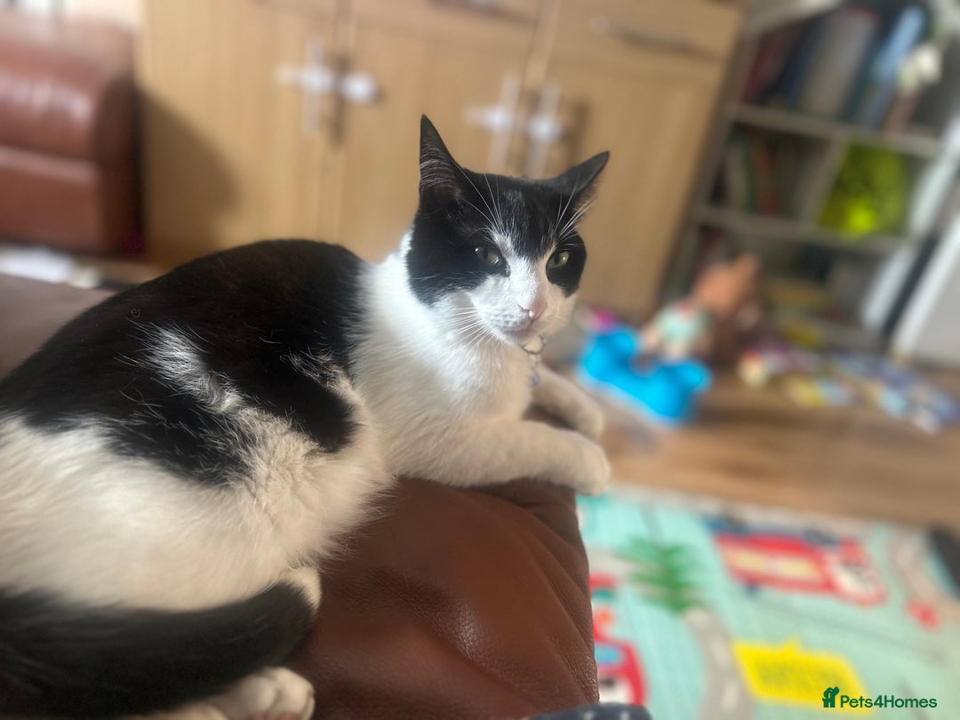 Domestic Shorthair cats for sale: Male loving cat £30 - Image 3