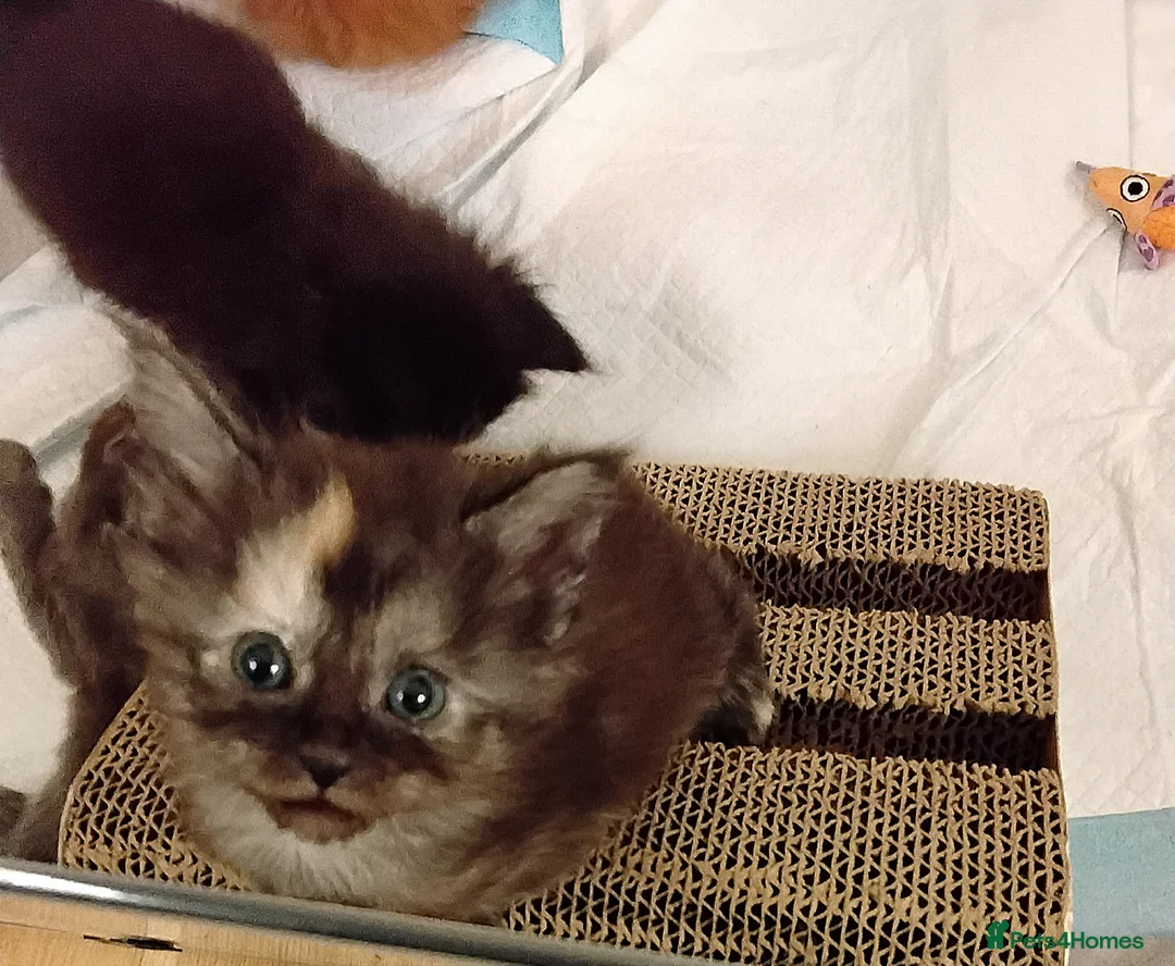 Maine Coon cats for sale: Exceptional Maine Coon kittens available - Advert 10
