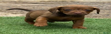 Mixed Breed 3