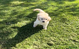 Golden Retriever dogs for sale: Golden retriever puppy's for sale  - Image 4