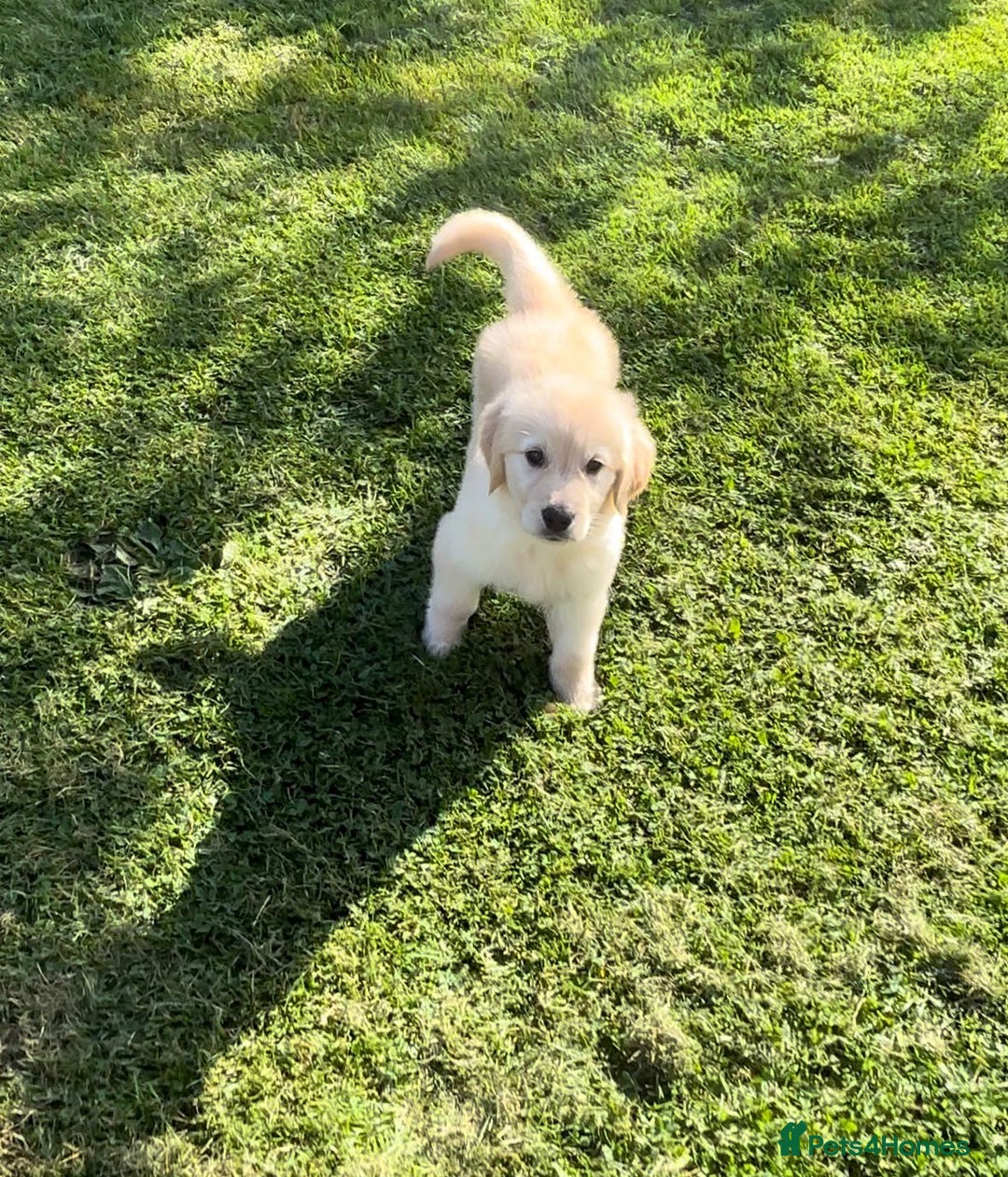 Golden Retriever dogs for sale: Golden retriever puppy's for sale  - Image 4