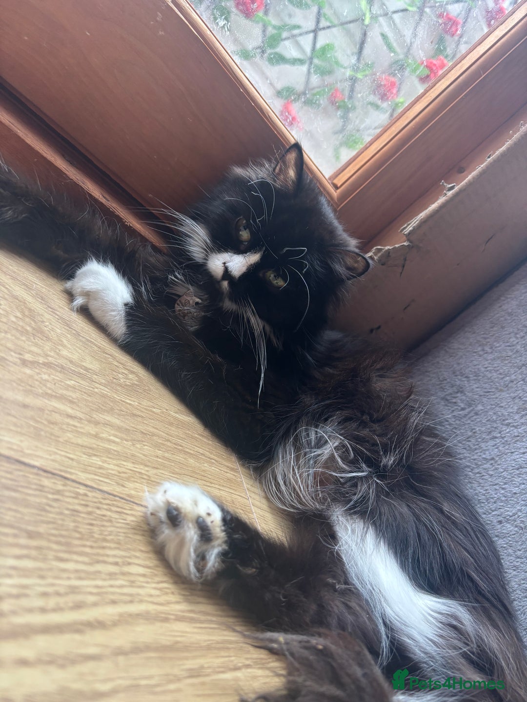 Ragdoll cats for sale: 3 beautiful ragdoll kittens available  - Image 11