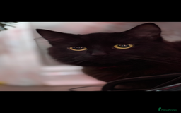 Mixed Breed cats for sale: 5 cute kittens for sale.  - Image 3