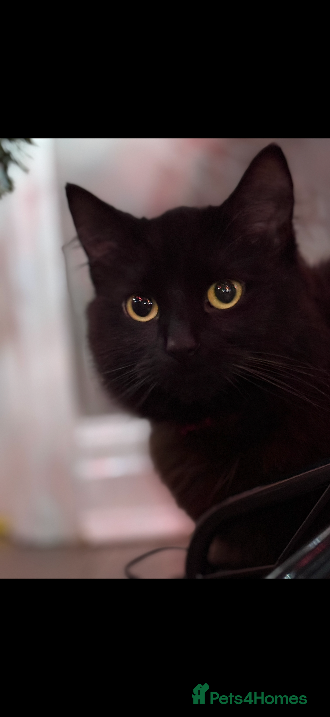 Mixed Breed cats for sale: 5 cute kittens for sale.  - Image 3