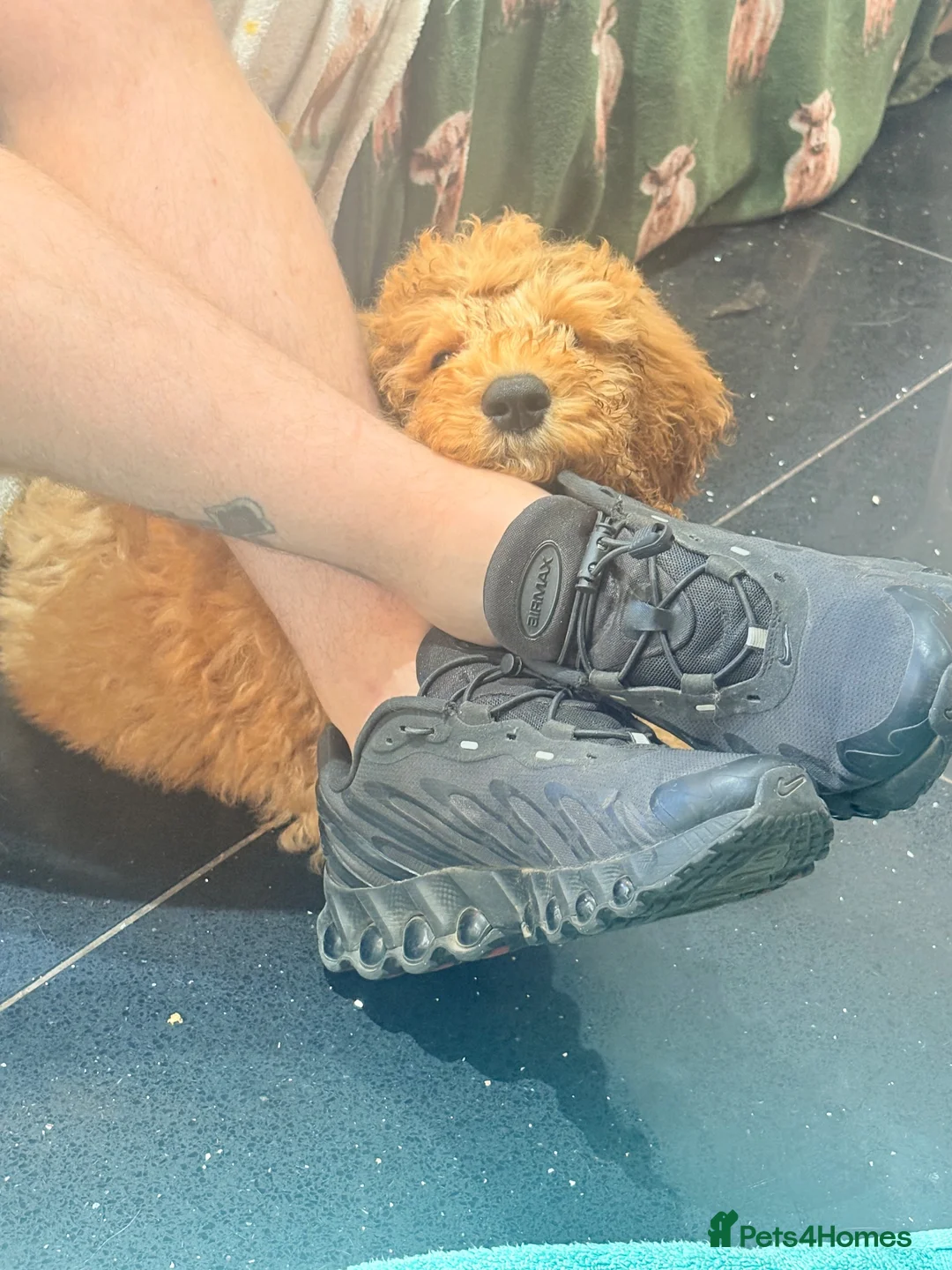 Mini Goldendoodle dogs for sale: LAST BOY mini Goldendoodle - Advert 2