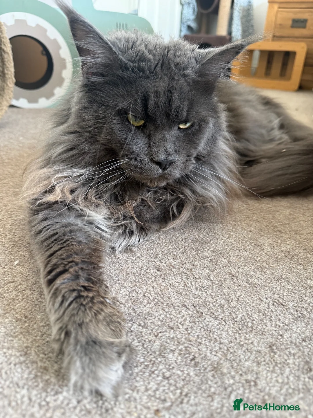 Maine Coon cats for stud: TICA Registered Maine Coon-Stud Service - Advert 3