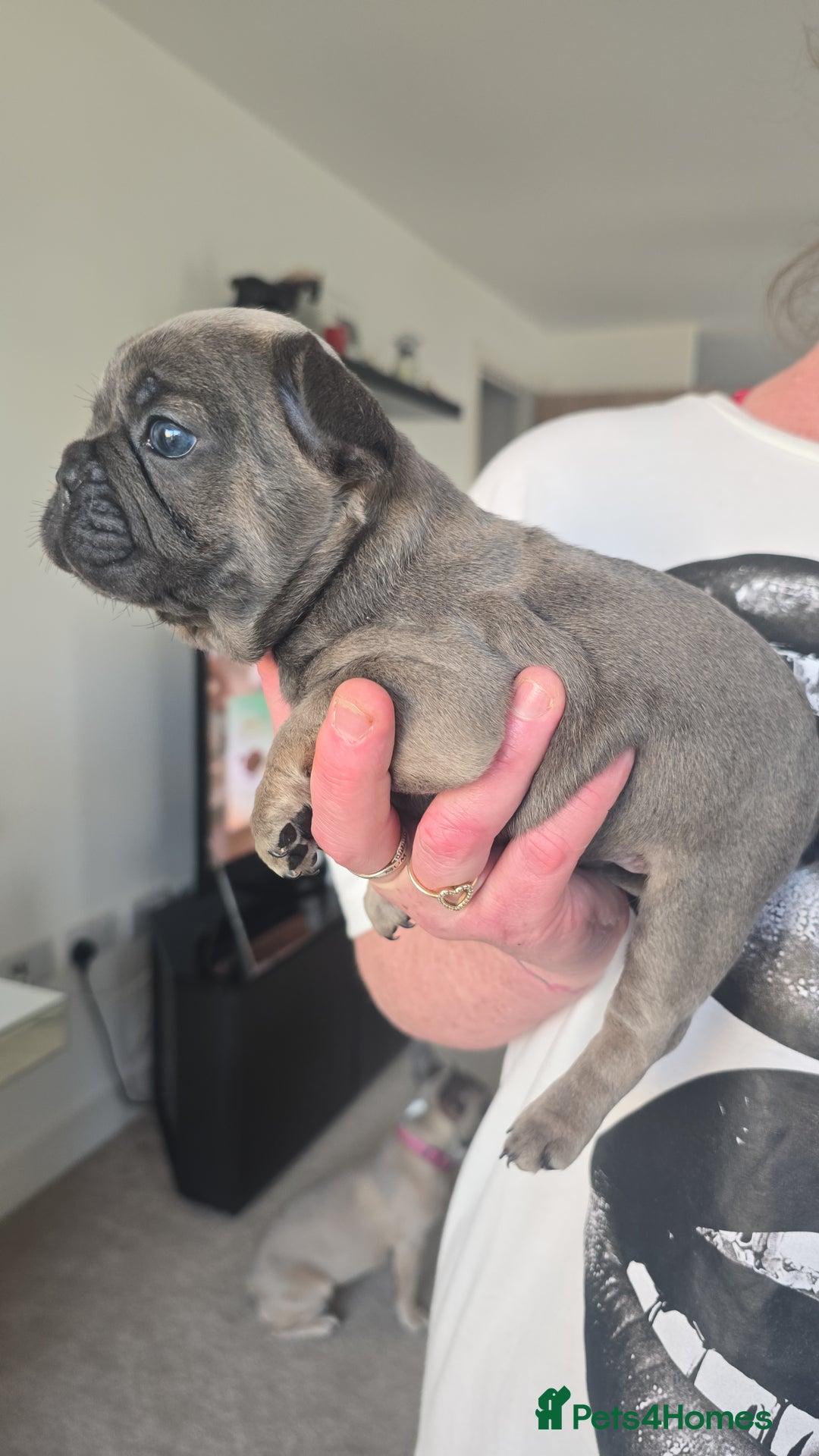 French Bulldog dogs for sale: French bulldog  - Image 6