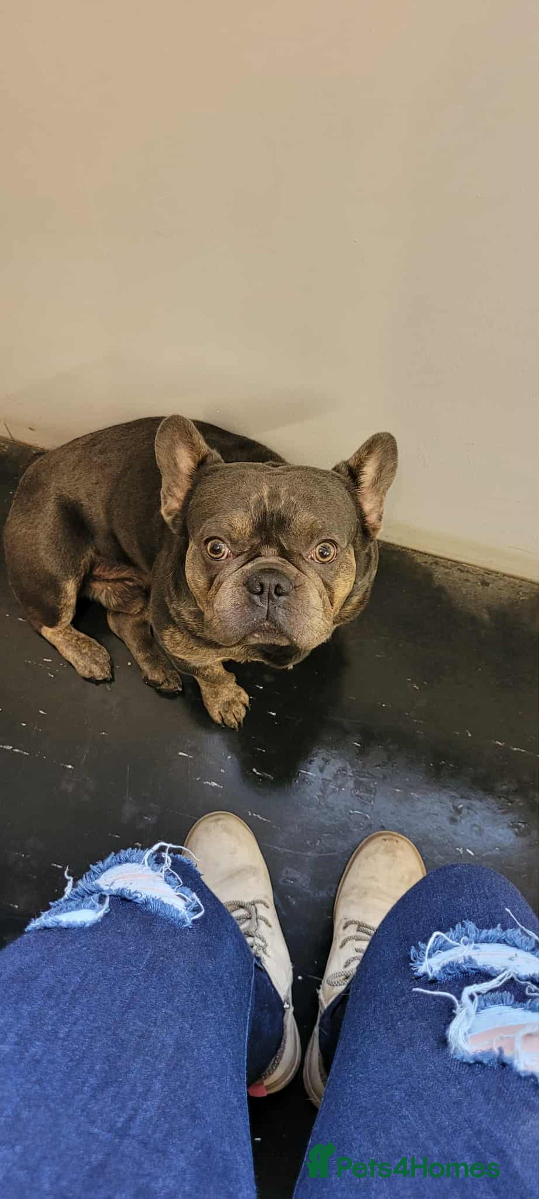 French Bulldog dogs for sale: Hugo  - Advert 1