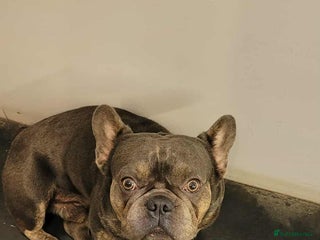 French Bulldog dogs Hugo - Advert 1