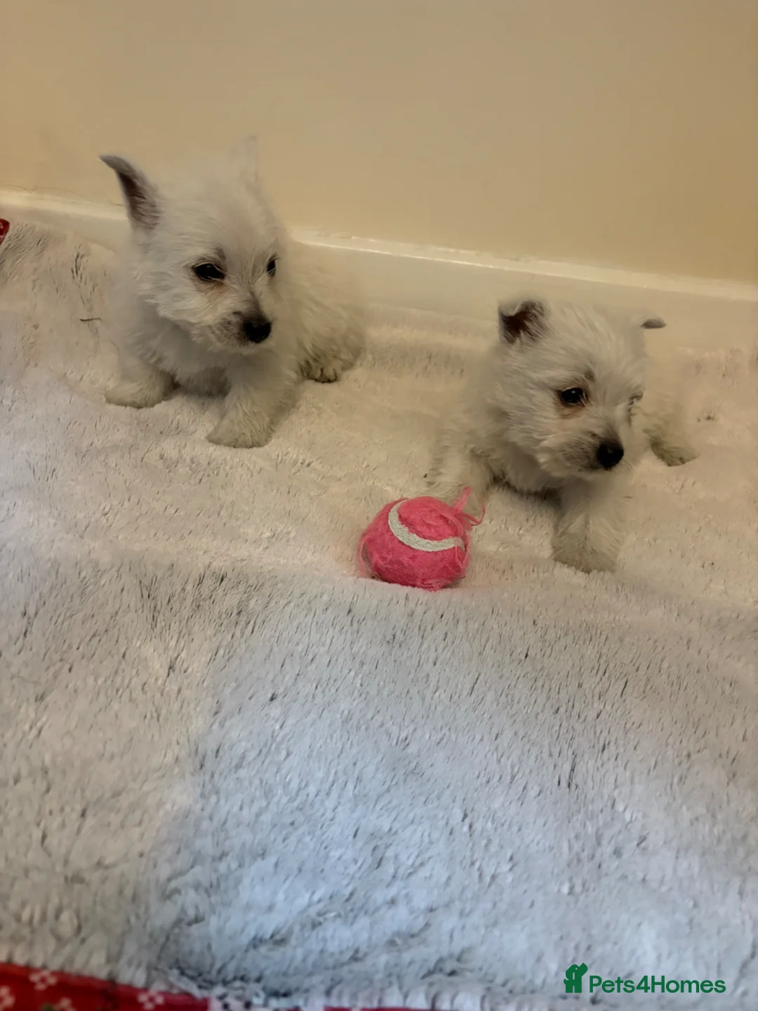 West Highland Terrier dogs for sale: 2 stunning west highland terrier puppies for sale  - Advert 7