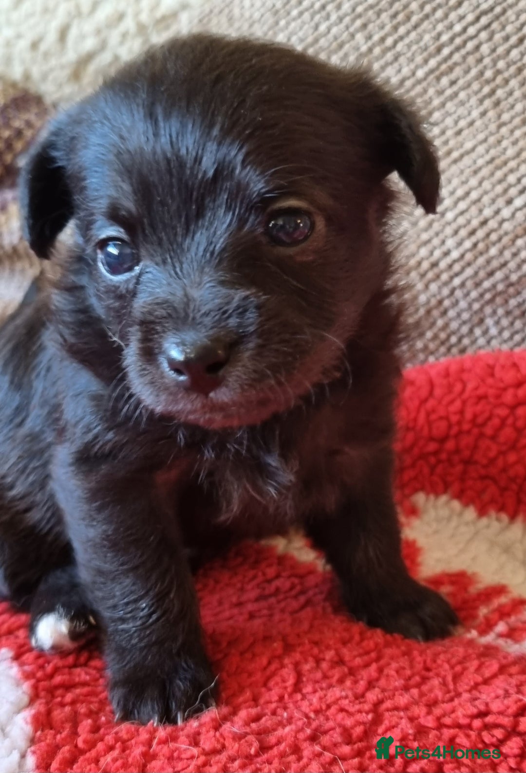 Mixed Breed dogs for sale: Pomchipoo girls - Advert 5