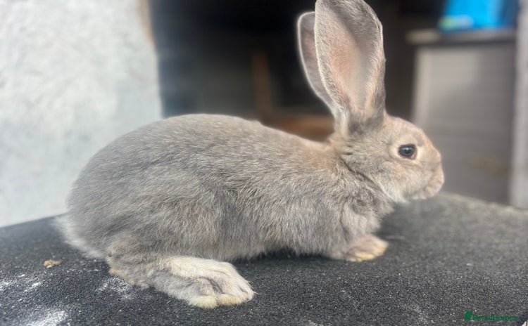 Continental Giant rabbits - Advert 1