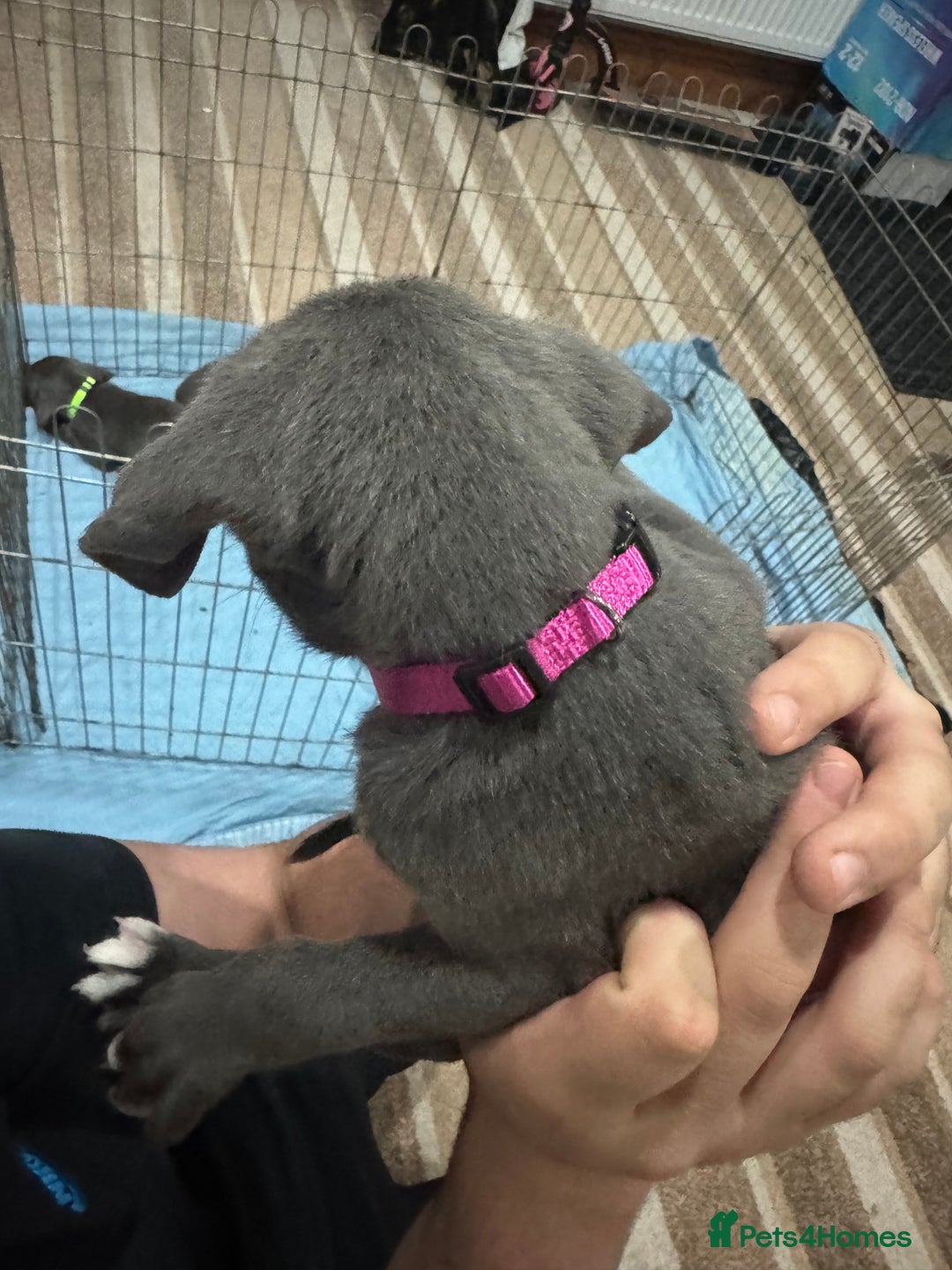 Cane Corso dogs for sale: Pure Pedigree Cane Corso Puppies - Image 21