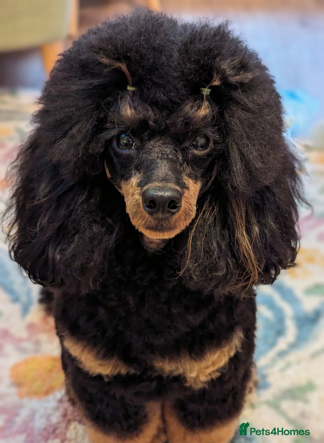 Toy Poodle dogs for stud: KC registered / health tested toy poodle stud in Bolton - Advert 2