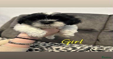 Shih Tzu dogs - Advert 9